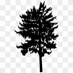 Transparent Background Tree Silhouette Png, Png Download - woody png