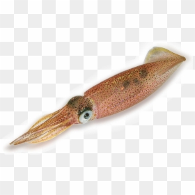 Cuttlefish Transparent, HD Png Download - squid png