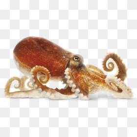 Octopus Png, Transparent Png - squid png