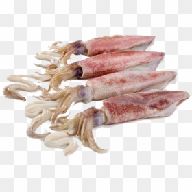 Squid Whole, HD Png Download - squid png