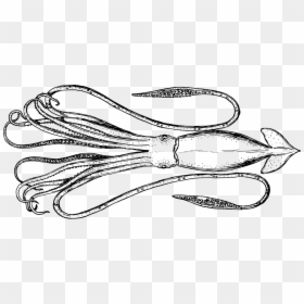 Cephalopod, HD Png Download - squid png