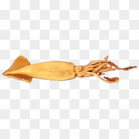 Giant Squid, HD Png Download - squid png