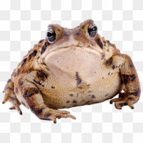Toad Front View - Animal Toad Png, Transparent Png - true png