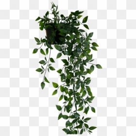 Plant Png Hanging - Hanging Plants Transparent Background, Png Download - dream catcher png tumblr