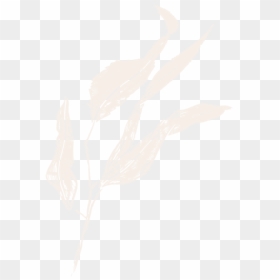 Film And Foliage Gumleaf Cream - Sketch, HD Png Download - film texture png