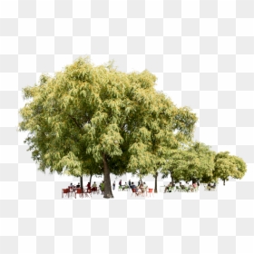 Trees Background Cut Out, HD Png Download - cafe people png