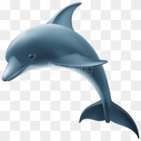 Dolphin,common Bottlenose Dolphin,bottlenose Dolphin,short - Dolphin Images Png, Transparent Png - dolphin emoji png