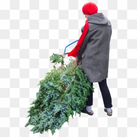 Cuts-tree - People Cutting Tree Png, Transparent Png - person gardening png