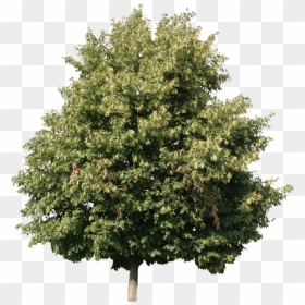 Linden Tree Cut Out , Png Download - Woody Plant, Transparent Png - tree 2d png