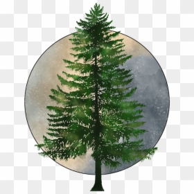 Pine Tree Png Hd, Transparent Png - tree 2d png