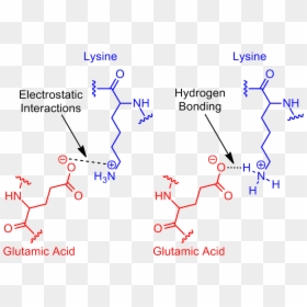 Next Revisit Glutamic Acid Lysine Salt Bridge - Salt Bridge Protein, HD Png Download - bridge.png