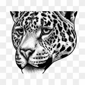 Jaguar 2 Copy Copy - Drawing Of Jaguar Black, HD Png Download - jaguars png