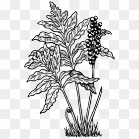 Fern Clip Art, HD Png Download - dead bush png