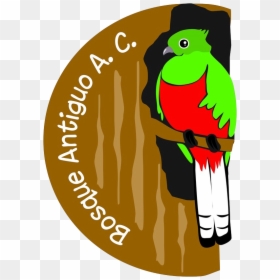Bosque Antiguo Ac - Cartoon, HD Png Download - bosque png