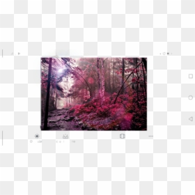 #bosque Rosa - Old-growth Forest, HD Png Download - bosque png