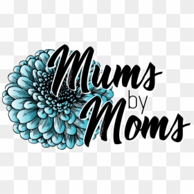 Mums By Moms - Chrysanths, HD Png Download - gunter png