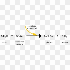 Reaccion Quimica De Las Plantas, HD Png Download - quimica png