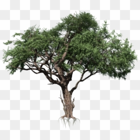 Acacia - Rainforest Tree Png, Transparent Png - acacia png