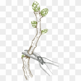 Pruning Blueberry Bush - Pruned Blueberry Bush, HD Png Download - acacia png