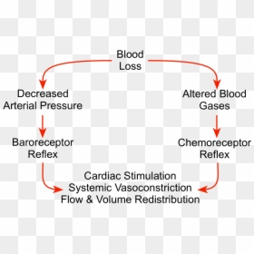 Diagram, HD Png Download - blood gif png