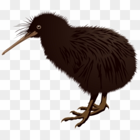 New Zealand Kiwi Bird Clipart, HD Png Download - kiwi png