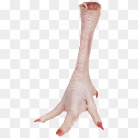 Chicken Legs No Background, HD Png Download - feet png