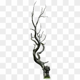 Spooky Forest.png, Transparent Png - spooky forest.png