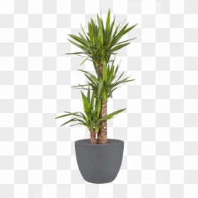 Plant Pot Large Png, Transparent Png - pot png