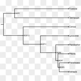 Diagram, HD Png Download - birds of paradise png