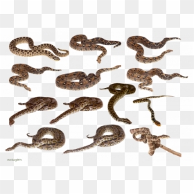 Now You Can Download Snake Png Clipart - Many Snakes Transparent Background, Png Download - snake tail png