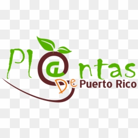 Plantas De Sol En Puerto Rico, HD Png Download - miguel cotto png
