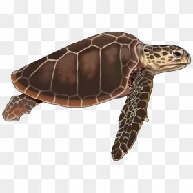 Tortuga Png, Transparent Png - vhv