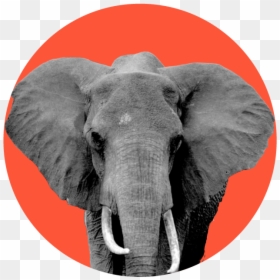 Indian Elephant, HD Png Download - gop elephant png
