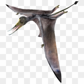 Birds From Jurassic Period, HD Png Download - pteranodon png