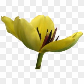 Tulip Flower Free Png Transparent Images Free Download - Lily Family, Png Download - 43 png