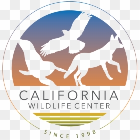 California Wildlife Center, HD Png Download - california seal png
