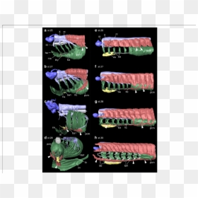 Isopod, HD Png Download - street sharks png