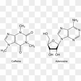 N6 2 O Dimethyladenosine, HD Png Download - caffeine molecule png