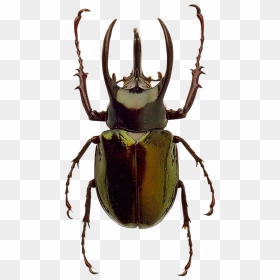 Beetle Png Image Beetle Color Palette - Png Transparent Beetle Png, Png Download - blue beetle png