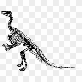 Transparent Background Dinosaur Skeleton Clipart, HD Png Download - diplodocus png