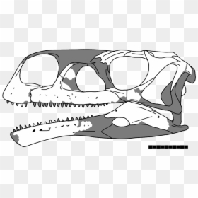Aardonyx Skull, HD Png Download - diplodocus png