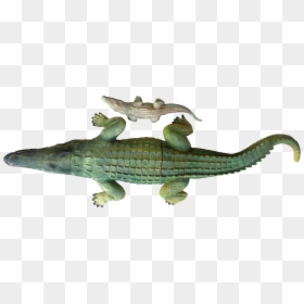 Nile Crocodile, HD Png Download - cocodrilo png