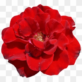 Thumb Image - Red Rose Flower White Background Transparent, HD Png Download - florero png