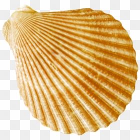 Round Flat Gold Striped Conch Images - Ракушки Морские Пнг, HD Png Download - gold stripe png