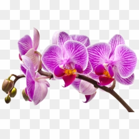 Imagem De Orquideas Em Png, Transparent Png - orquidea png