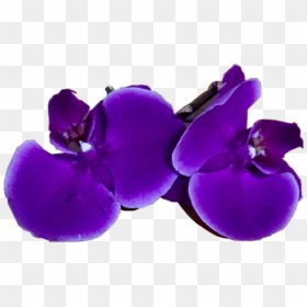 #orquidea #freetoedit, HD Png Download - orquidea png