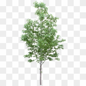 Arbol Para Photoshop Png, Transparent Png - arbre png