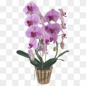 Moth Orchid, HD Png Download - orquidea png