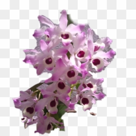 #orquidea - Artificial Flower, HD Png Download - orquidea png