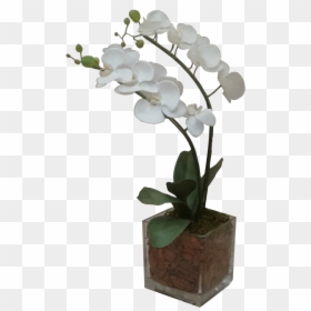 Moth Orchid, HD Png Download - orquidea png
